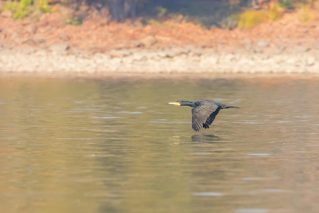 Gran cormorán volando sobre el agua (Phalacrocorax carbo)