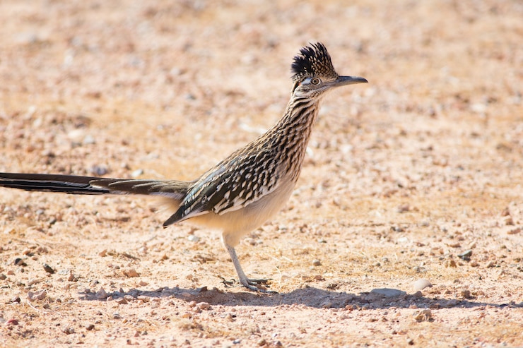 Foto gran correcaminos cerca del lago powell, utah