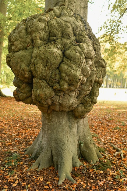 Gran crecimiento en el tronco de un árbol Enfermedad de la corteza de un árbol