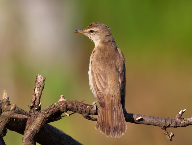 Gran curruca de caña Acrocephalus arundinaceus Bird se sienta en una rama hermoso fondo