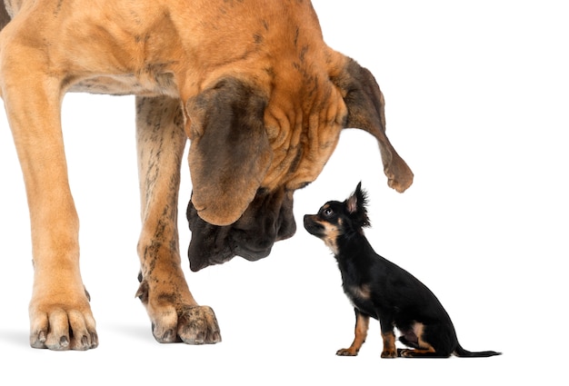 Gran danés mirando a un chihuahua sentado