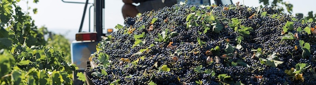 Un gran depósito de almacenamiento lleno de uvas para prensar. Antigua técnica tradicional de elaboración del vino.