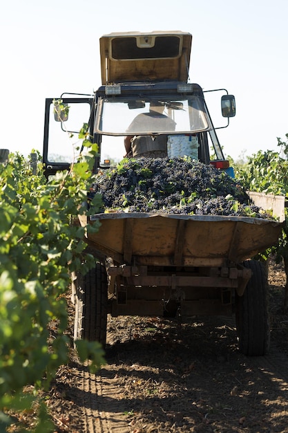 Un gran depósito de almacenamiento lleno de uvas para prensar. Antigua técnica tradicional de elaboración del vino.