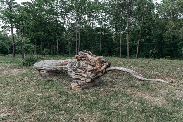 Gran dragón cometa artificial hecho de troncos de madera.