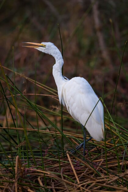 Gran Egret Parque Nacional Kruger Sudáfrica