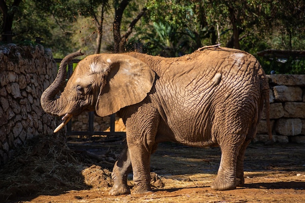 Un gran elefante adulto camina en un safari israelí