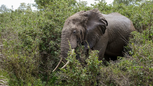 Gran elefante africano en el parque Selous, Tanzania. Viaje de safari en África.
