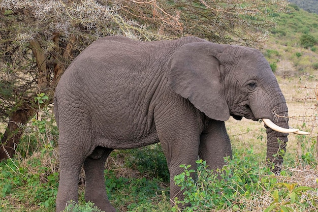 Gran elefante africano durante un safari en Ngorongoro en Tanzania