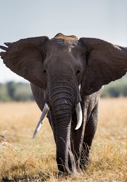 Gran elefante está de pie en la sabana.