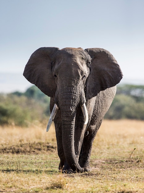 Gran elefante está de pie en la sabana.