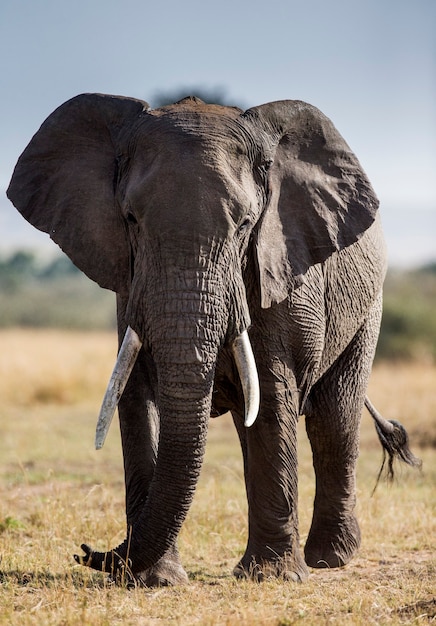 Gran elefante está de pie en la sabana.