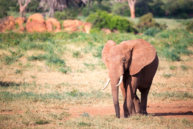 Un gran elefante rojo camina por la sabana entre muchas plantas.