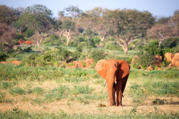 Un gran elefante rojo camina por la sabana entre muchas plantas.