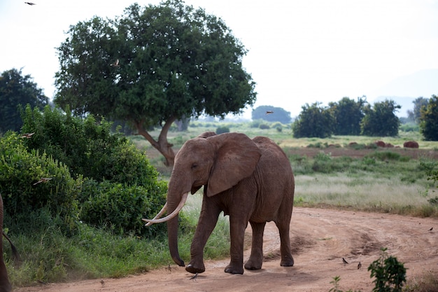 Un gran elefante rojo caminando por la carretera.