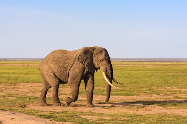 Gran elefante en la sabana