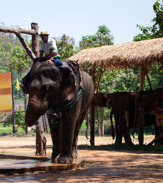 Gran elefante tailandés en Elephant Conservation Center