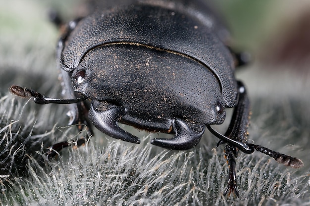 El gran escarabajo blindado negro corre sobre musgo gris