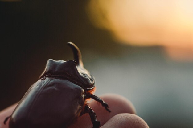 Un gran escarabajo negro en la mano Chalcosoma rhinoceros con alas macro primer plano colección de escarabajos Macro foto de un primer escarabajo Recolección de insectos Protección de animales