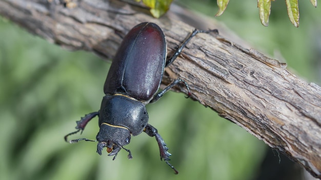 Foto gran escarabajo negro en una rama