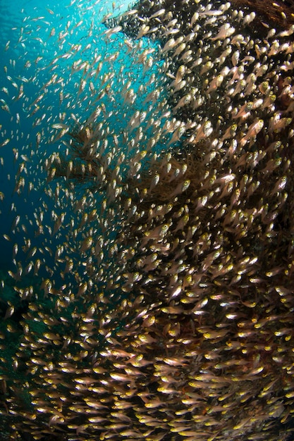 Una gran escuela de diminutos peces de cristal. Vida marina de Tulamben, Bali, Indonesia.