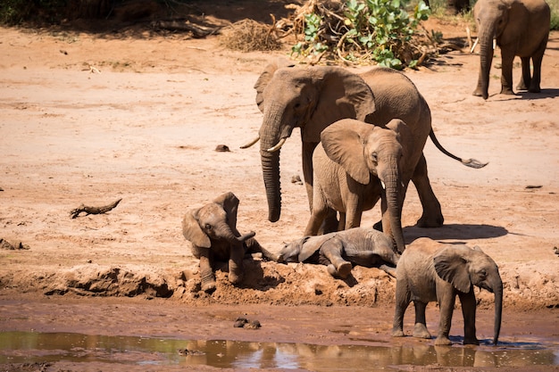 Una gran familia de elefantes está en la orilla de un río.