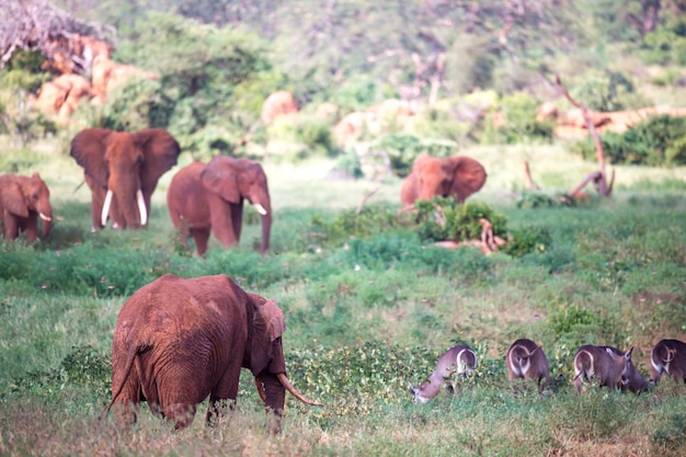 La gran familia de elefantes rojos en su camino por la sabana de Kenia