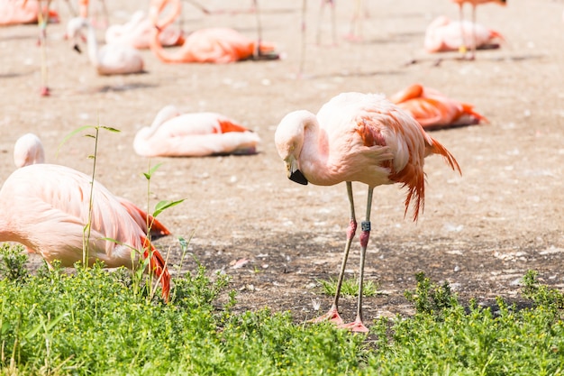 Gran flamenco, bonito pájaro rosado grande, animal en el hábitat natural