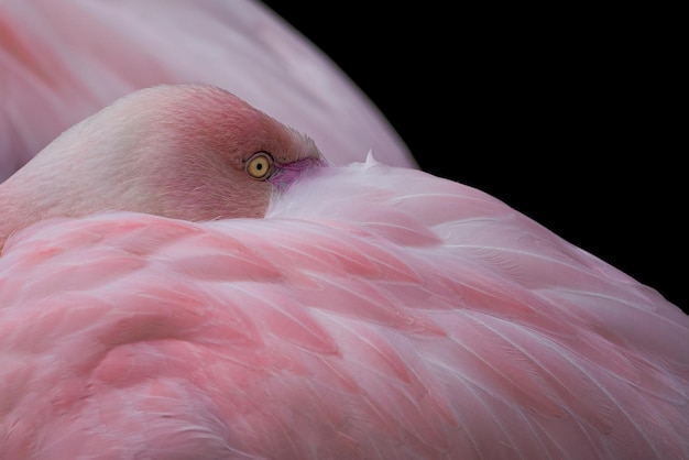 Gran flamenco Phoenicopterus roseus Cerrar detalle de cabeza y ojo