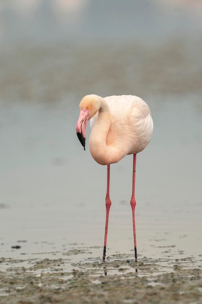 Gran flamenco (Phoenicopterus roseus) Málaga, España