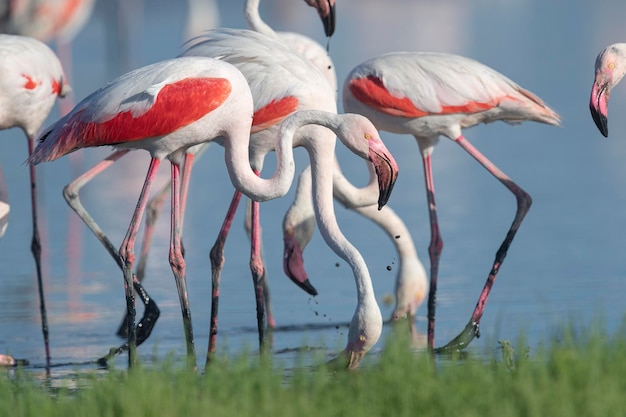 Gran flamenco (Phoenicopterus roseus) Málaga, España