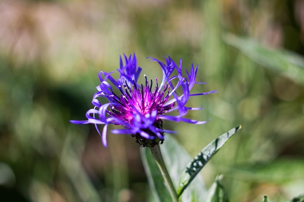 Gran flor azul con pétalos largos sobre fondo de hierba