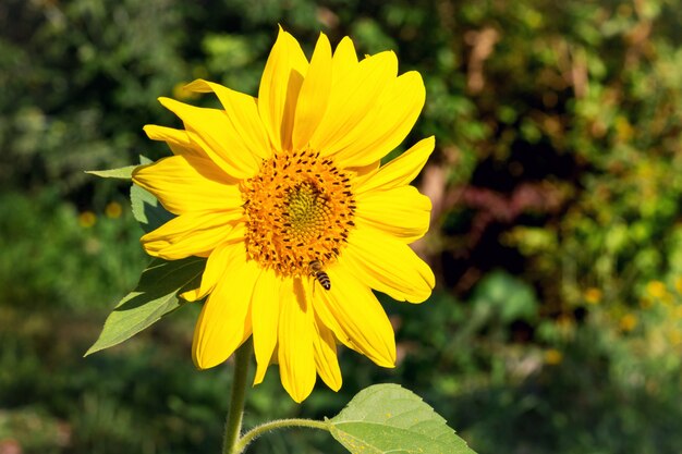 Gran flor de girasol amarillo en un claro día de otoño