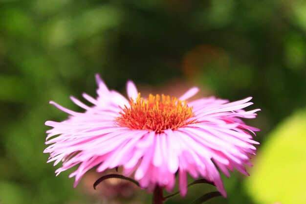 gran flor de hermoso y rojo aster