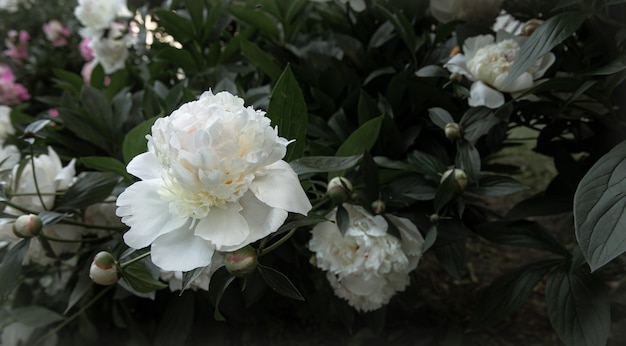 Gran flor de peonías blancas en un arbusto de cerca.