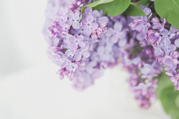 Gran flor de rama lila Flores brillantes de arbusto de lilas de primavera Primer plano de flores de lila azul sobre fondo borroso Ramo de flores de color púrpura