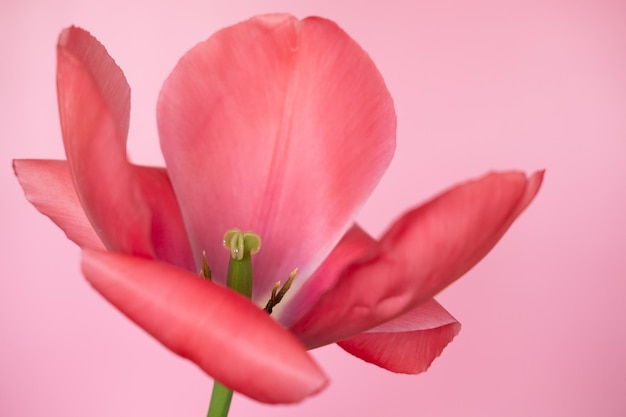 Gran flor roja brillante tulipán de cerca Enfoque selectivo Concepto de primavera o verano Fondo de primavera Saludo tarjeta festiva salud de la mujer