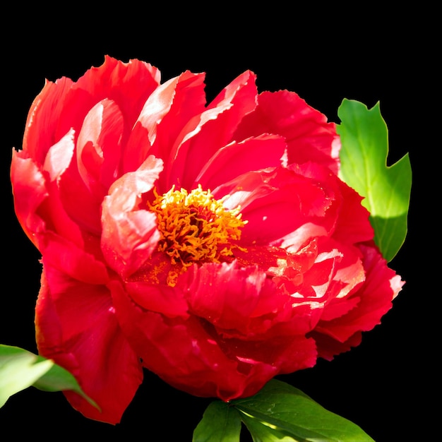 Una gran flor roja hermosa de una peonía de árbol