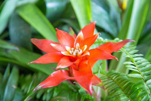 Gran flor roja