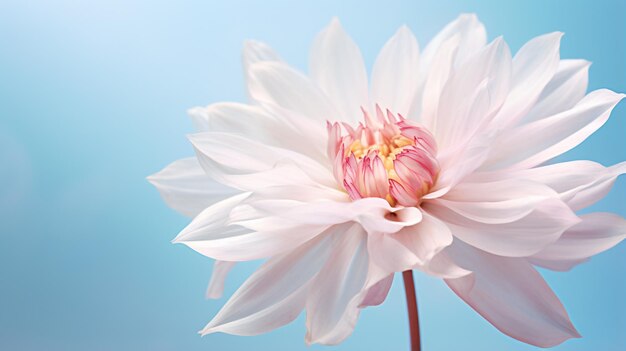 Una gran flor rosa con pétalos blancos en un azul claro