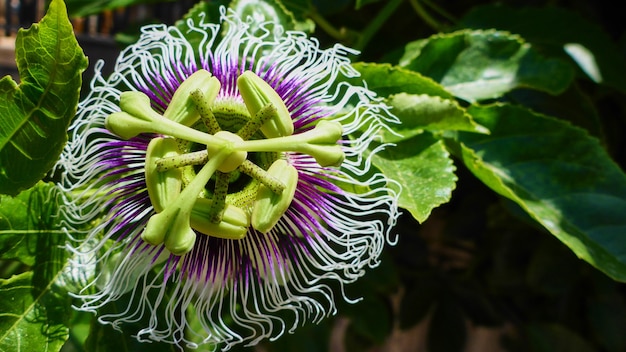 Gran flor rosa púrpura de kiwi macro en Israel