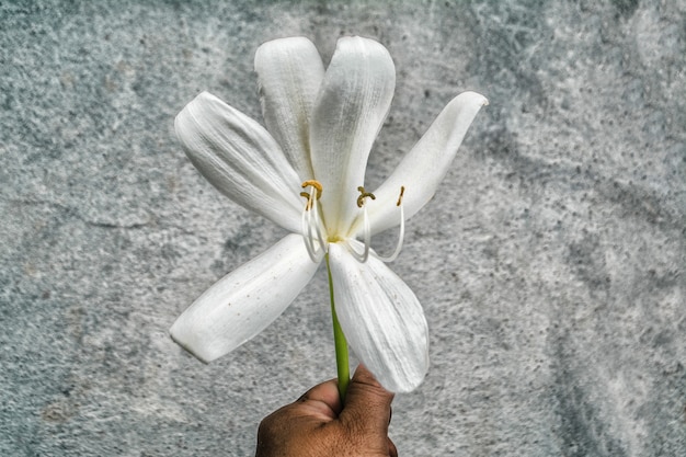 Gran flor tropical blanca sosteniendo en la mano
