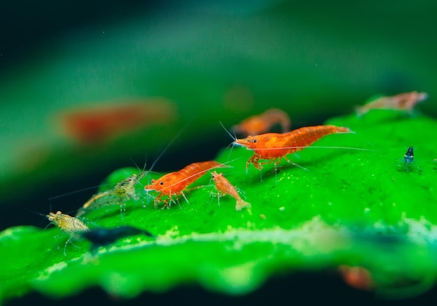 Foto gran fuego rojo o camarón enano cereza con fondo verde en tanque de acuario de agua dulce.