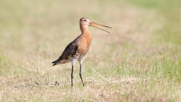 La gran gaivota en el prado