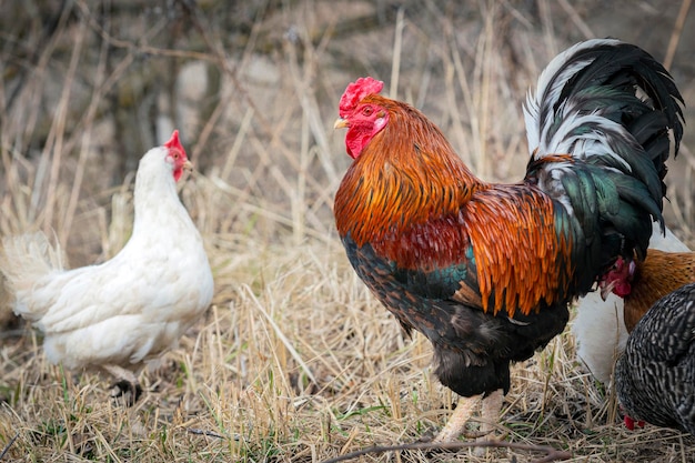 Un gran gallo multicolor camina por el pueblo.