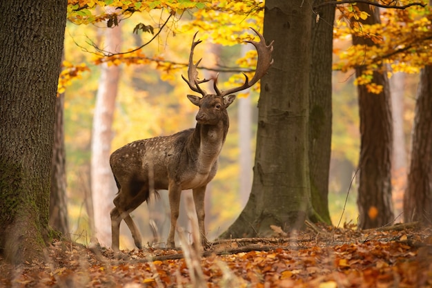 Gran gamo de pie en un bosque en otoño