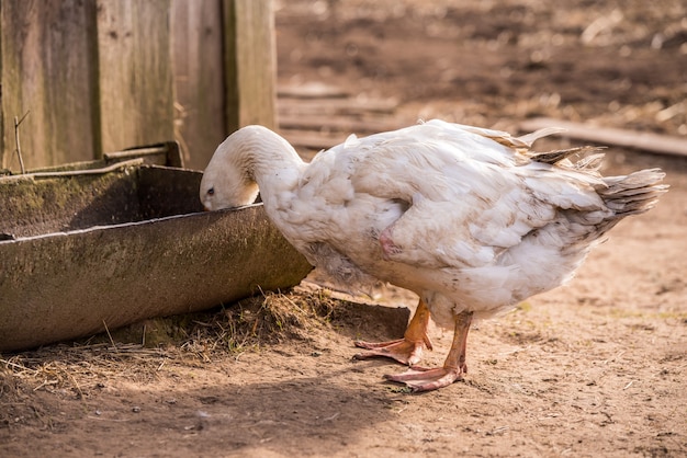 Un gran ganso blanco bebiendo agua de un abrevadero en la granja del patio trasero.