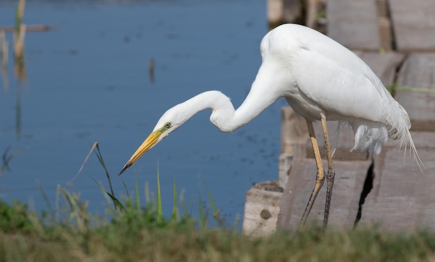 Gran garceta Ardea alba Un pájaro mira fijamente al agua esperando un pez