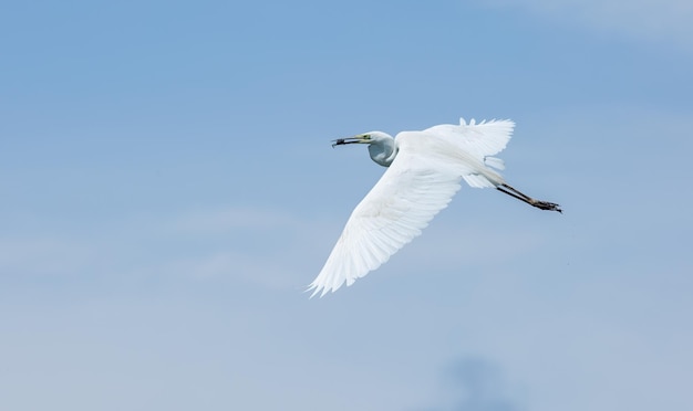 Gran garceta Ardea alba Un pájaro tiene una presa en su pico y vuela contra el cielo