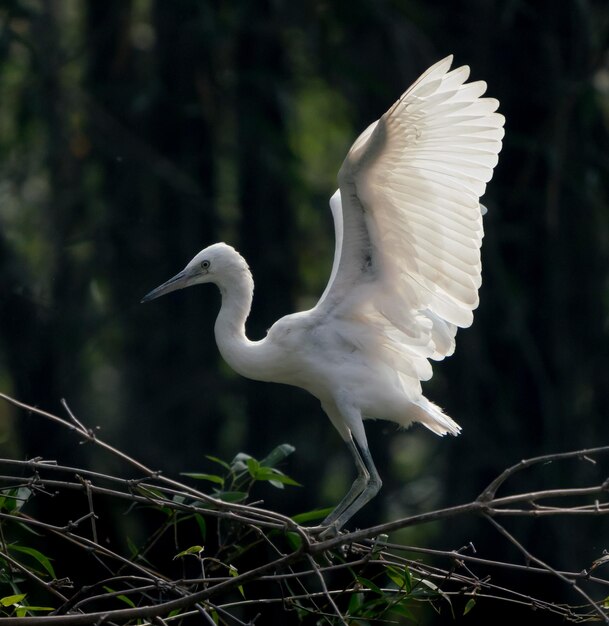 Gran garceta ardea alba en Zhaoqing China