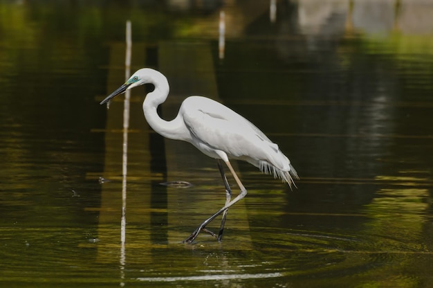 Gran garceta blanca (Ardea alba) pescando en el agua de un templo en Japón